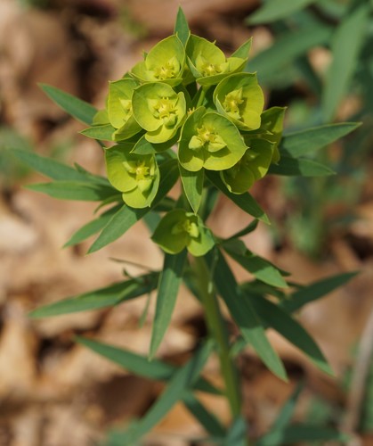 slender leafy spurge