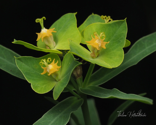 slender leafy spurge