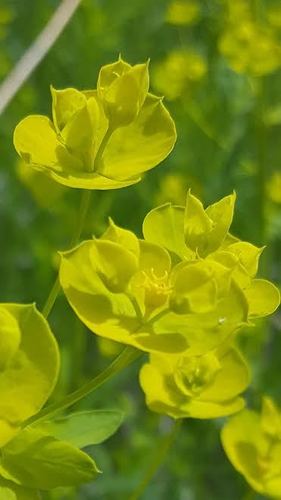 slender leafy spurge