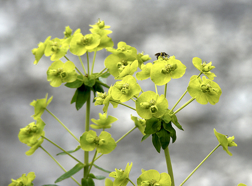 slender leafy spurge