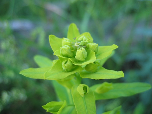 slender leafy spurge