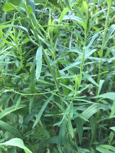 slender leafy spurge
