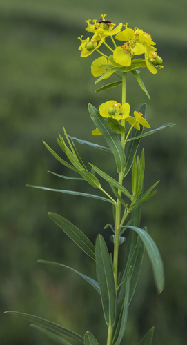 slender leafy spurge