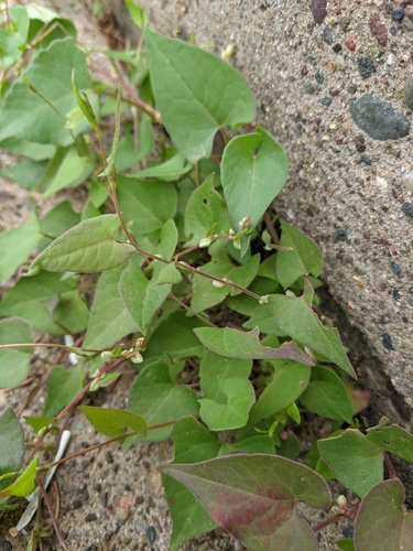 Black-bindweed