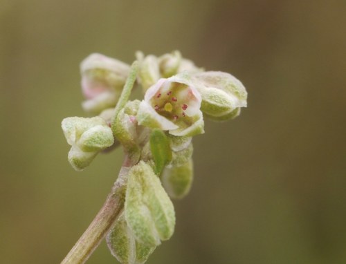 Black-bindweed