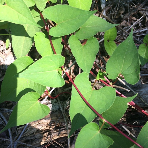 Black-bindweed