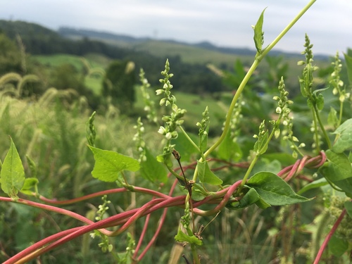 Black-bindweed