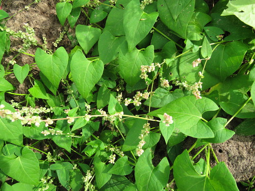 Black-bindweed