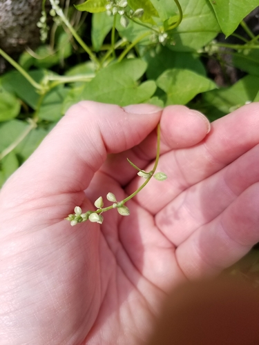 Black-bindweed