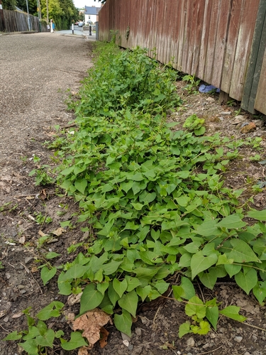 Black-bindweed