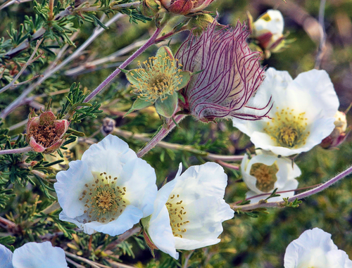 Apache plume