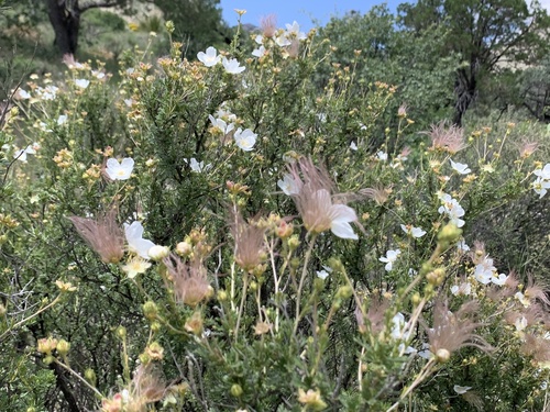 Apache plume