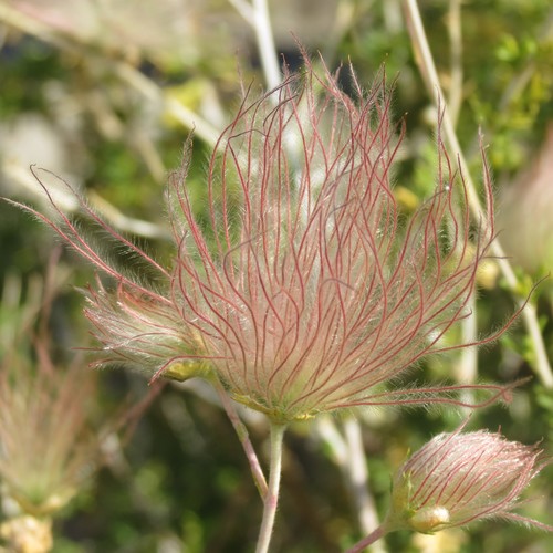 Apache plume