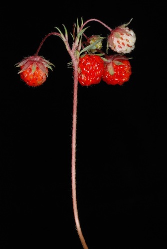 Virginia strawberry