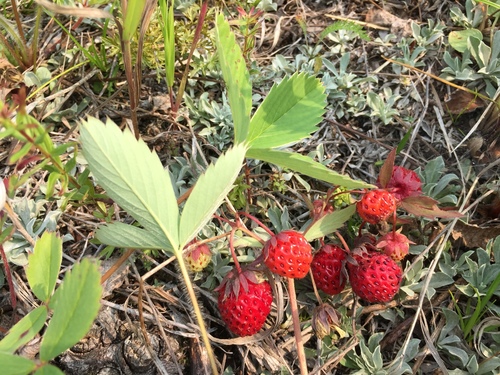 Virginia strawberry