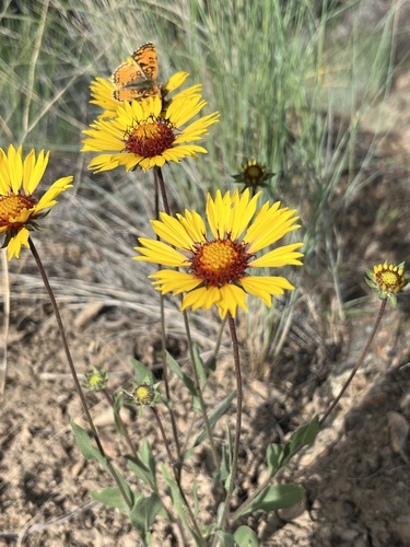 great blanketflower