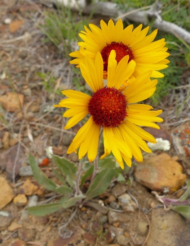 great blanketflower