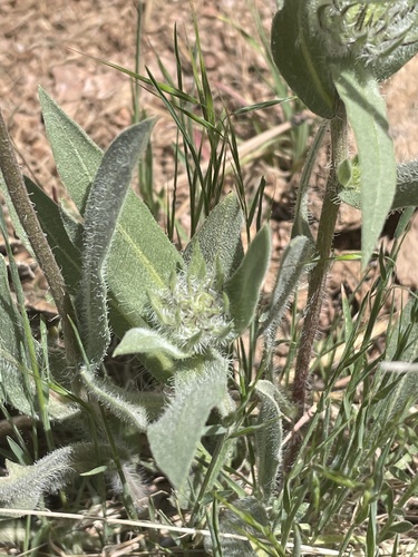 great blanketflower