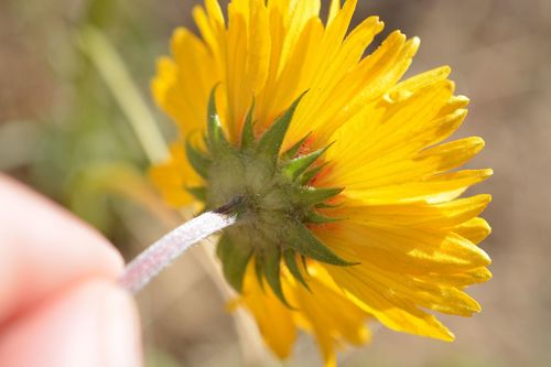 great blanketflower