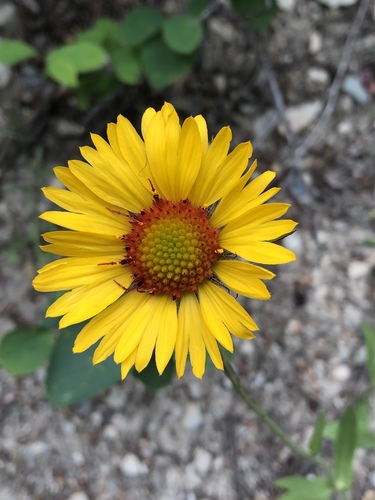 great blanketflower