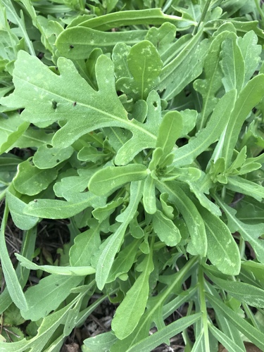 great blanketflower