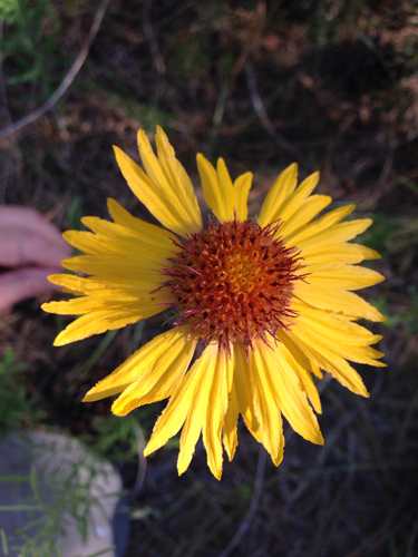 great blanketflower