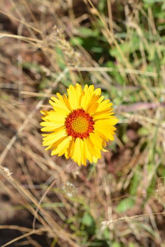 great blanketflower