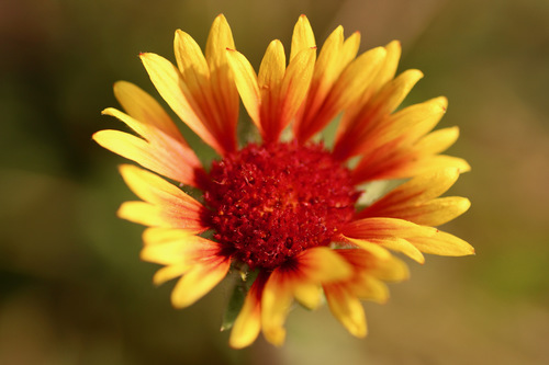 great blanketflower