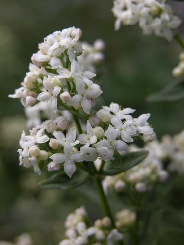 Northern Bedstraw