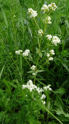Northern Bedstraw