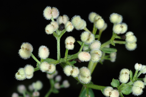Northern Bedstraw