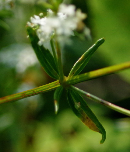 Northern Bedstraw