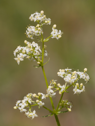 Hedge Bedstraw