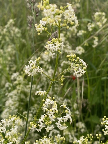 Hedge Bedstraw