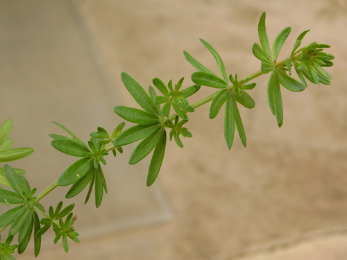 Hedge Bedstraw