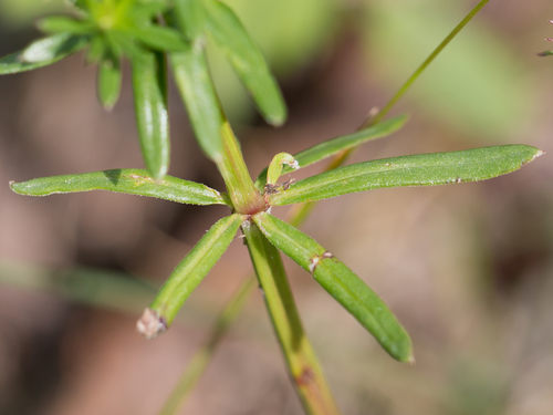 Hedge Bedstraw