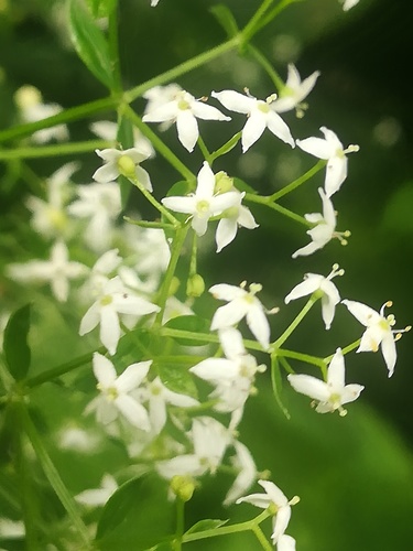 Hedge Bedstraw