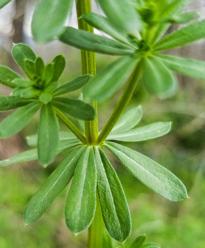 Hedge Bedstraw