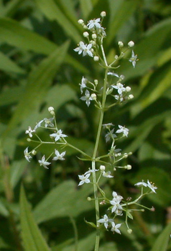 Hedge Bedstraw