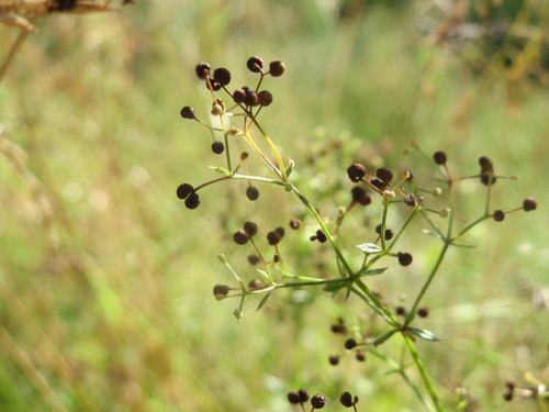 Hedge Bedstraw
