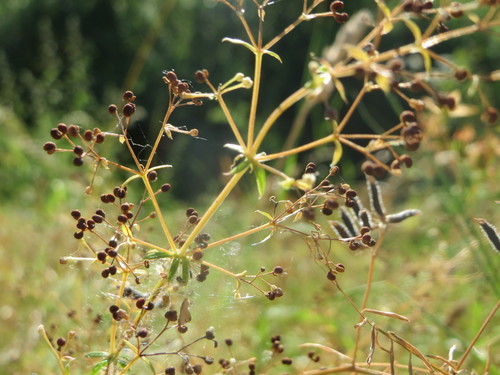 Hedge Bedstraw