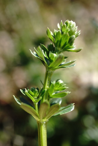 Hedge Bedstraw