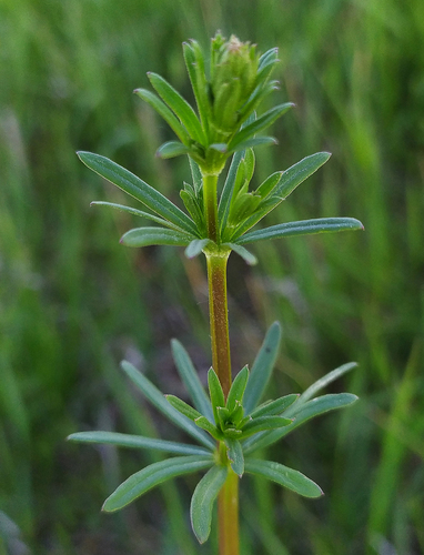 Hedge Bedstraw