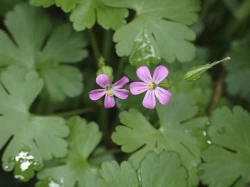 Shining Crane's-bill