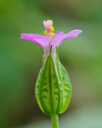 Shining Crane's-bill