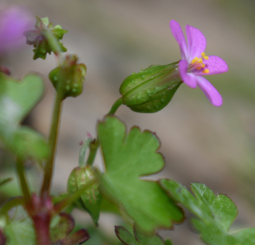 Shining Crane's-bill