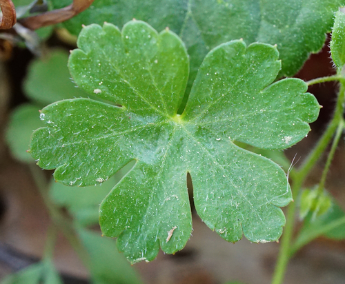 Shining Crane's-bill
