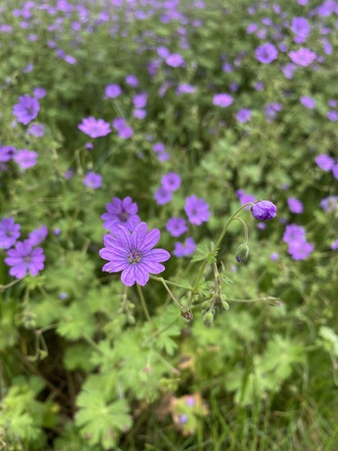 Hedgerow Crane's-bill