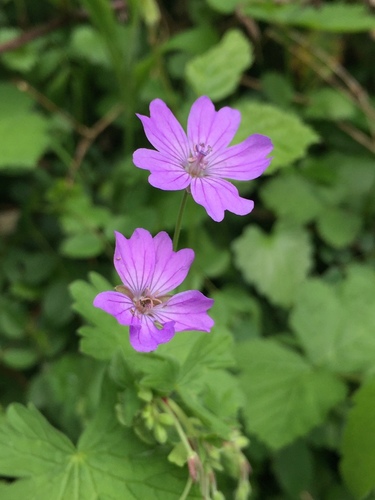 Hedgerow Crane's-bill