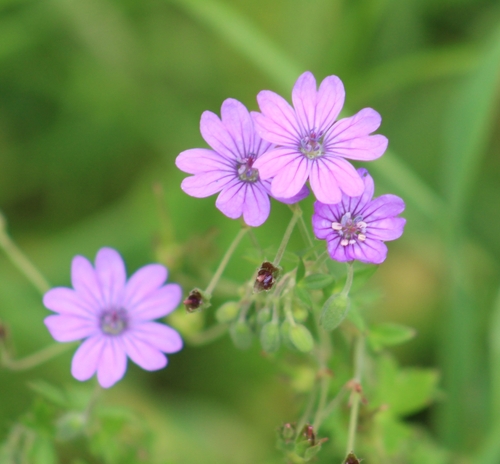Hedgerow Crane's-bill